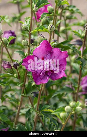 Guimauve des jardins (Hibiscus syriacus PURPLE RUFFLES), Anchers Havecenter, Ellerhoop-Thiensen, Schleswig-Holstein, Allemagne Banque D'Images