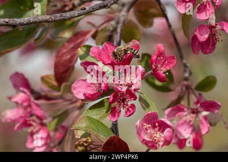 Pomme ornementale (Malus 'Radiant'), Anchers Havecenter, Ditfurt, Saxe-Anhalt, Allemagne Banque D'Images