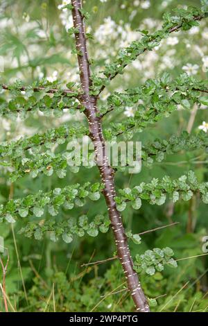 Hêtre (Nothofagus antarctica), Anchers Havecenter, Gothenburg, Vaestra Goetalands laen, Suède Banque D'Images