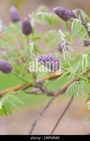 Pluie bleue américaine (Wisteria frutescens 'Amethyst Falls'), Anchers Havecenter, Pillnitz, Saxe, Allemagne Banque D'Images