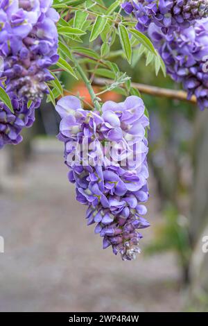 Pluie bleue américaine (Wisteria frutescens 'Amethyst Falls'), Anchers Havecenter, Pillnitz, Saxe, Allemagne Banque D'Images