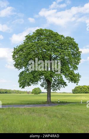 Érable de Norvège (Acer platanoides), Allemagne Banque D'Images