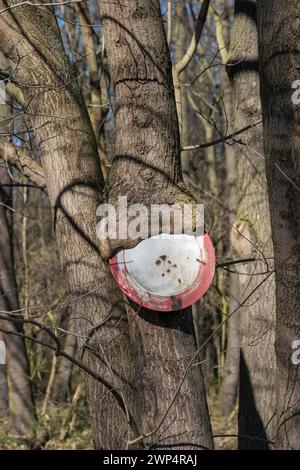 Passage interdit, érable norvégien (Acer platanoides), Allemagne Banque D'Images