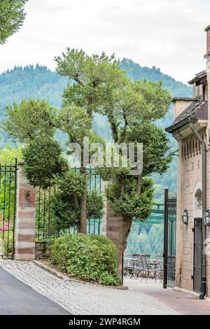 Boîte commune européenne (Buxus sempervirens var. Arborescens), promenade au sommet des arbres, Allemagne Banque D'Images