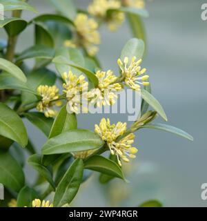 Buis d'Europe (Buxus sempervirens var. Arborescens), Blumenhof Droessler, Allemagne Banque D'Images