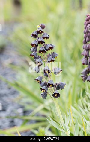 Couronne impériale persane (Fritillaria persica), IGA 2017 Berlin, Allemagne Banque D'Images