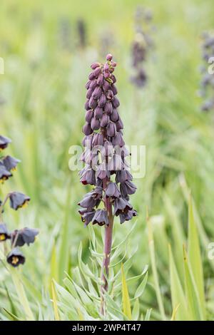 Couronne impériale persane (Fritillaria persica), IGA 2017 Berlin, Allemagne, Europe Banque D'Images