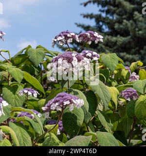 Hortensia de velours (Hydrangea aspera 'Macrophylla'), Omsewitz, Allemagne Banque D'Images