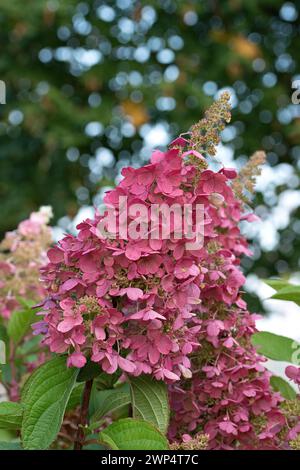 Panicle hydrangea (Hydrangea paniculata PINKY WINKY), Pflanzen Koelle Banque D'Images