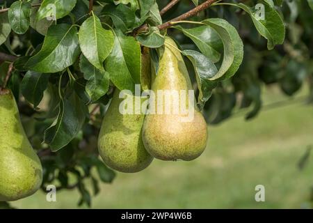 Poire (Pyrus communis 'Concorde'), Bundessortenamt Pruefstelle Wurz, Allemagne Banque D'Images