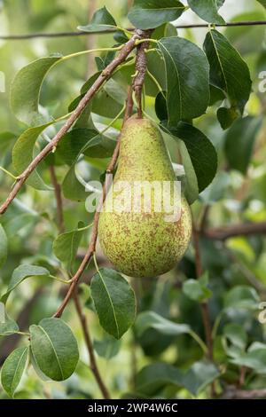 Poire (Pyrus communis 'Concorde'), Bundessortenamt Prüfstelle Wurz, Allemagne, Europe Banque D'Images