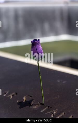 Photo en gros plan d'une rose violette placée sur une dalle de granit noir gravée d'un nom au Mémorial de 9/11 à New York. Banque D'Images