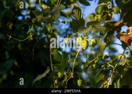 Houblon sur la vigne proche de la récolte Banque D'Images