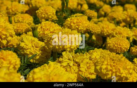 Fleur jaune Marigolds (Tagetes erecta, souci mexicain, souci aztèque, souci africain) fond. Fleurs jaune Marigold gros plan bac coloré Banque D'Images