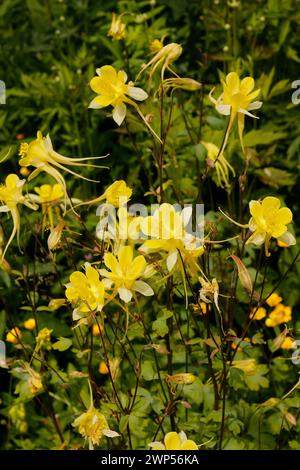 Aquilegia chrysantha 'Golden Columbine' [forme sauvage] Banque D'Images