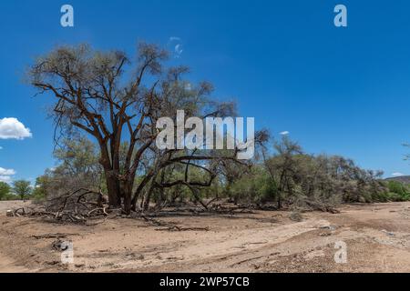 Le lit sec de la rivière Ugab, Damaraland, Namibie Banque D'Images