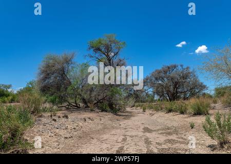 Le lit sec de la rivière Ugab, Damaraland, Namibie Banque D'Images