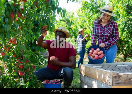 Ouvriers agricoles récoltant des pêches dans un jardin fruitier Banque D'Images