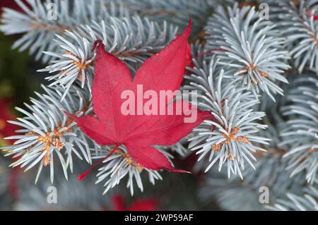 Une feuille rouge de Sweetgum (Liquidambar styraciflua) est tombée sur une branche d'épinette bleue du Colorado (Picea pungens) à l'automne - Colombie-Britannique, Canada. Banque D'Images