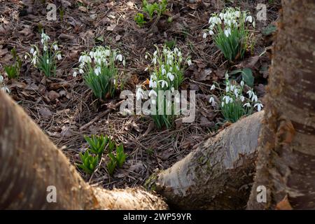 LES GOUTTES DE NEIGE Galanthus, ou goutte de neige, un petit genre d'environ 20 espèces de plantes herbacées vivaces bulbeuses de la famille des Amaryllidaceae. Les plantes ont deux feuilles linéaires et une seule petite fleur blanche tombante en forme de cloche avec six tépales en forme de pétales dans deux cercles. Les plus petits pétales internes ont des marques vertes. Banque D'Images