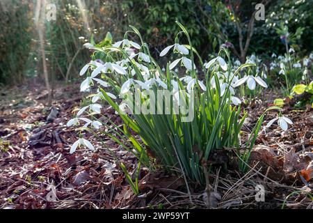 LES GOUTTES DE NEIGE Galanthus, ou goutte de neige, un petit genre d'environ 20 espèces de plantes herbacées vivaces bulbeuses de la famille des Amaryllidaceae. Les plantes ont deux feuilles linéaires et une seule petite fleur blanche tombante en forme de cloche avec six tépales en forme de pétales dans deux cercles. Les plus petits pétales internes ont des marques vertes. Banque D'Images