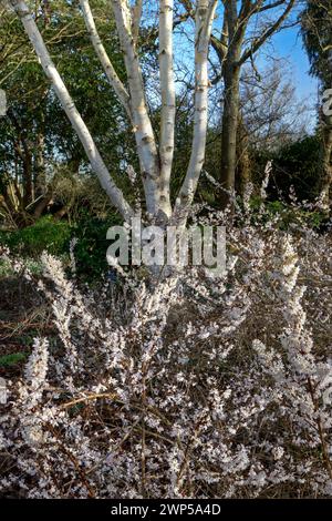 Abeliophyllum distichum White Forsythia parfumé White Forsythi fleurs blanches en février et mars, entièrement robustes. Betula utilis jacquemontii 'Grayswood Ghost' arbre de bouleau de l'Himalaya derrière. Betula utilis 'Grayswood Ghost' bouleau, bouleau blanc écorché de l'Himalaya dans la lumière douce de l'hiver. Surrey Royaume-Uni Banque D'Images