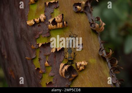 Gros plan de l'insecte rampant sur le tronc d'arbre avec écorce pelée à Yosemite Banque D'Images