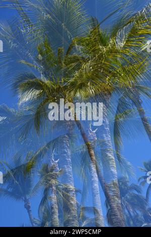 Plourdes tropicales au Mexique Banque D'Images