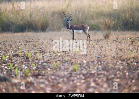 Blackbuck, parc national de Kanha, Inde Banque D'Images