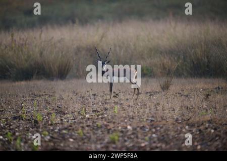 Blackbuck, parc national de Kanha, Inde Banque D'Images