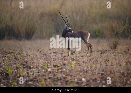 Blackbuck, parc national de Kanha, Inde Banque D'Images