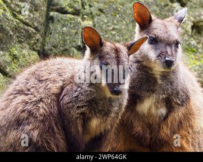 Deux merveilleux Rock-Wallabies élégants à queue brossée d'une beauté exceptionnelle. Banque D'Images