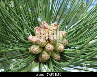 Grappe de cônes de pin ponderosa (Pinus ponderosa) entourés de longues aiguilles vertes à Black Hills, Dakota du Sud Banque D'Images