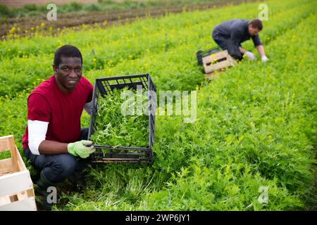 Horticulteur afro-américain avec mizuna fraîchement récolté Banque D'Images