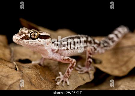 Ocelot Gecko (Paroedura picta) Banque D'Images