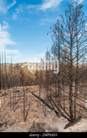 Dégâts causés par un incendie de forêt au parc national de Bryce Canyon, dans le sud de l'Utah, aux États-Unis Banque D'Images