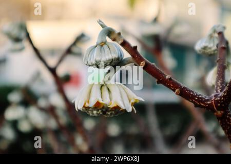 Edgeworthia chrysantha Lindl o Oriental Paperbush, Mitsumata boutons floraux inhabituels non ouverts dans le jardin de printemps. Plantes en fleurs au printemps Macro nature Banque D'Images