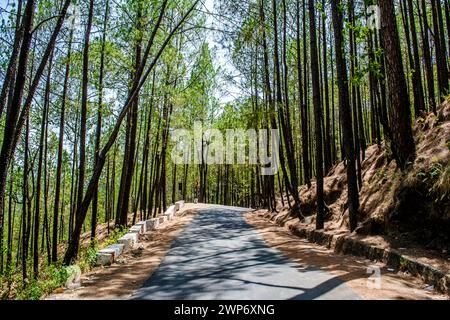 La beauté de la route sur les collines de Lansdowne avec des arbres Deodar. Pins sur le côté des routes de Lansdowne, Uttrakhand Inde Banque D'Images