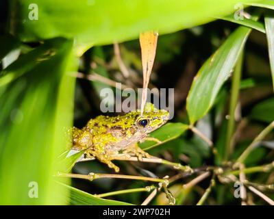 Pékin, Chine. 6 mars 2024. Cette photo prise le 1er septembre 2023 montre une nouvelle espèce de grenouille odorante, l'Odorrana leishanensis, dans la réserve naturelle nationale du mont Leigong, dans la province du Guizhou, au sud-ouest de la Chine. Crédit : Xinhua/Alamy Live News Banque D'Images