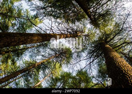 Deodar ou PIN de Lansdowne Uttarakhand. Une beauté pittoresque à Lansdowne Uttrakhand. Banque D'Images