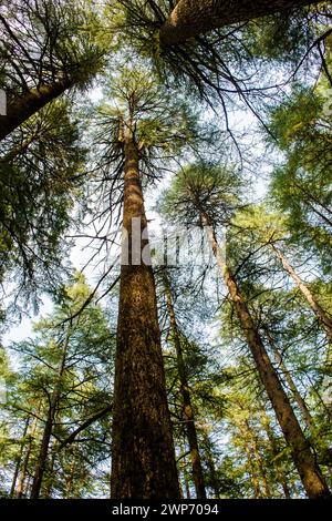 Deodar ou PIN de Lansdowne Uttarakhand. Une beauté pittoresque à Lansdowne Uttrakhand. Banque D'Images