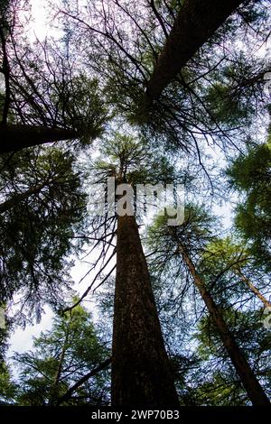 Deodar ou PIN de Lansdowne Uttarakhand. Une beauté pittoresque à Lansdowne Uttrakhand. Banque D'Images