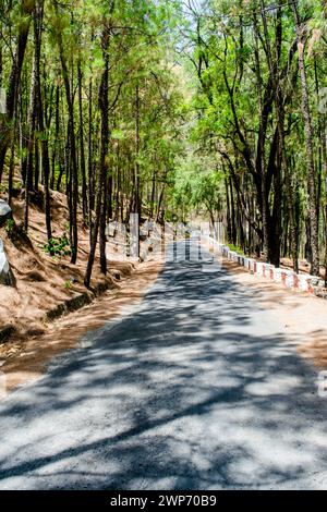 La beauté de la route sur les collines de Lansdowne avec des arbres Deodar. Pins sur le côté des routes de Lansdowne, Uttrakhand Inde Banque D'Images