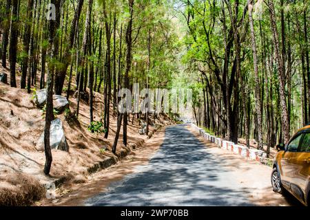 La beauté de la route sur les collines de Lansdowne avec des arbres Deodar. Pins sur le côté des routes de Lansdowne, Uttrakhand Inde Banque D'Images