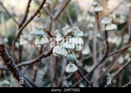 Edgeworthia chrysantha Lindl o Oriental Paperbush, Mitsumata boutons floraux inhabituels non ouverts dans le jardin de printemps. Plantes en fleurs au printemps Macro nature Banque D'Images