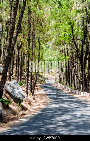 La beauté de la route sur les collines de Lansdowne avec des arbres Deodar. Pins sur le côté des routes de Lansdowne, Uttrakhand Inde Banque D'Images