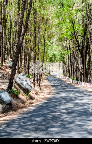 La beauté de la route sur les collines de Lansdowne avec des arbres Deodar. Pins sur le côté des routes de Lansdowne, Uttrakhand Inde Banque D'Images