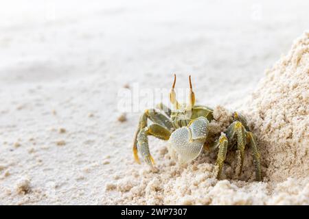 Le crabe fantôme à cornes ou le crabe fantôme à cornes est sur le sable blanc côtier de l'île de Praslin, aux Seychelles. L'Ocypode vert Ceratophthalmus Banque D'Images