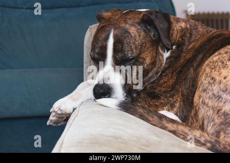 Chien boxeur brun allemand dort sur un canapé. Race de chien d'assistance de grande taille. Une muselière d'animal domestique fatigué endormi. Un adorable animal canin à l'intérieur. Banque D'Images