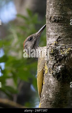 Pic vert européen, Picus viridis, juvénile, Isola della Cona, Italie Banque D'Images